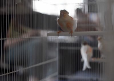 Fragment VI : Les oiseaux