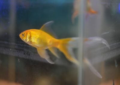 Fragment VI : Les poissons
