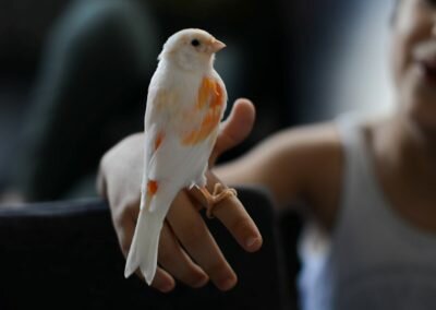 Fragment VI : Les oiseaux